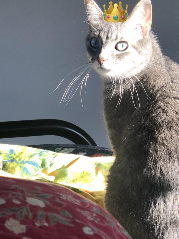 /Images/uploads/Mid County Chamber of Commerce/pet-mayor-2022/entries/23731thumb.jpg